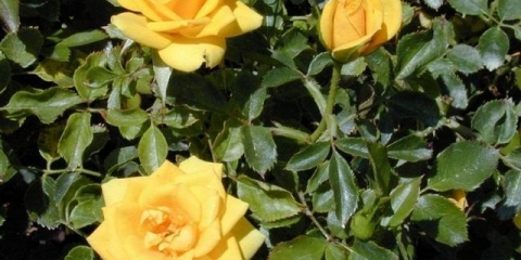 Kako hraniti ruže tokom pupanja i cvatnje